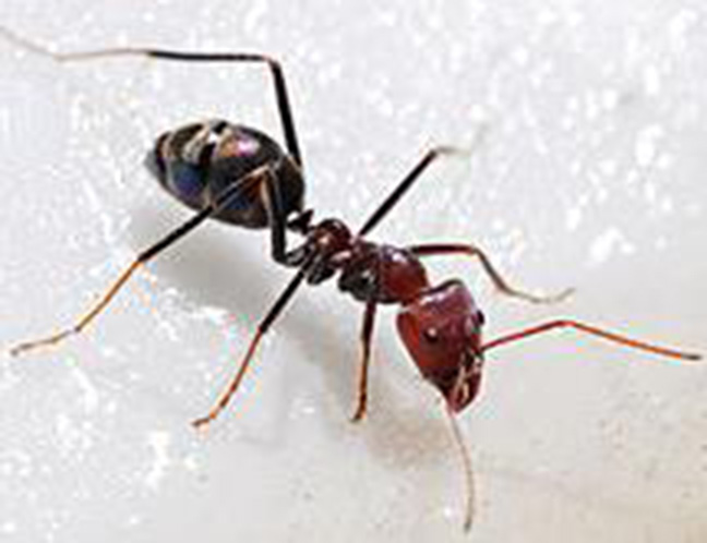 مبارزه با مورچه ها در خانه